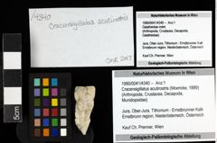 Foto (Objekt + Etiketten) von Cracensigillatus acutirostris (Moericke, 1889) 